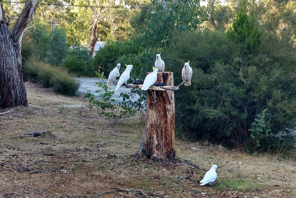 Cockatoo Cabin ฮอลส์แกป ภายนอก รูปภาพ