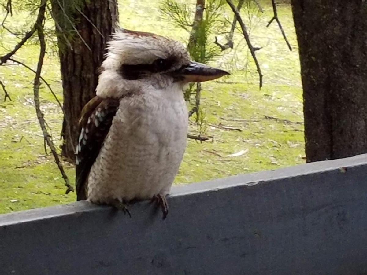 Cockatoo Cabin ฮอลส์แกป ภายนอก รูปภาพ