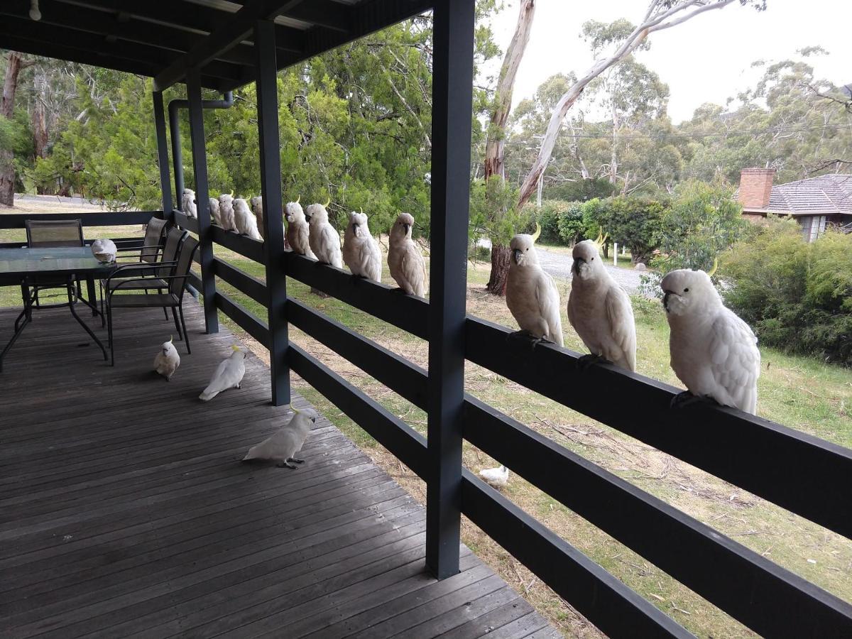 Cockatoo Cabin ฮอลส์แกป ภายนอก รูปภาพ