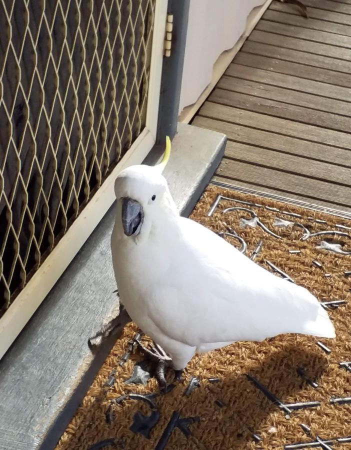 Cockatoo Cabin ฮอลส์แกป ภายนอก รูปภาพ