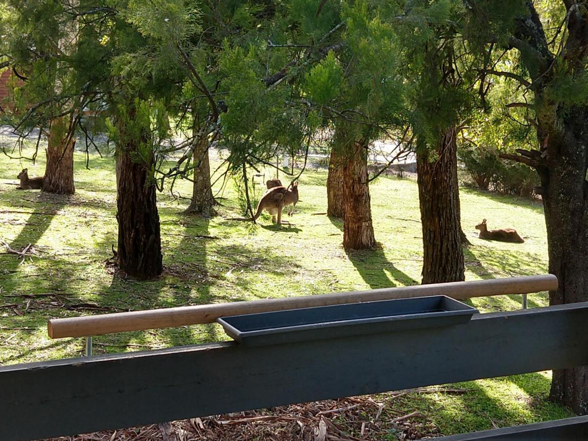 Cockatoo Cabin ฮอลส์แกป ภายนอก รูปภาพ